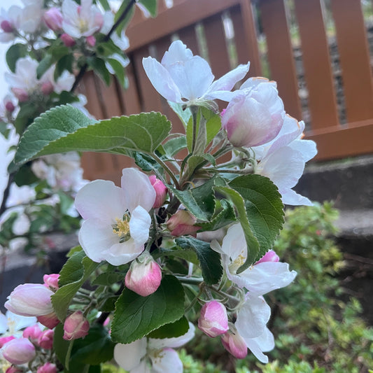 EPLEBLOMST brosje - ekte tørkede blomster