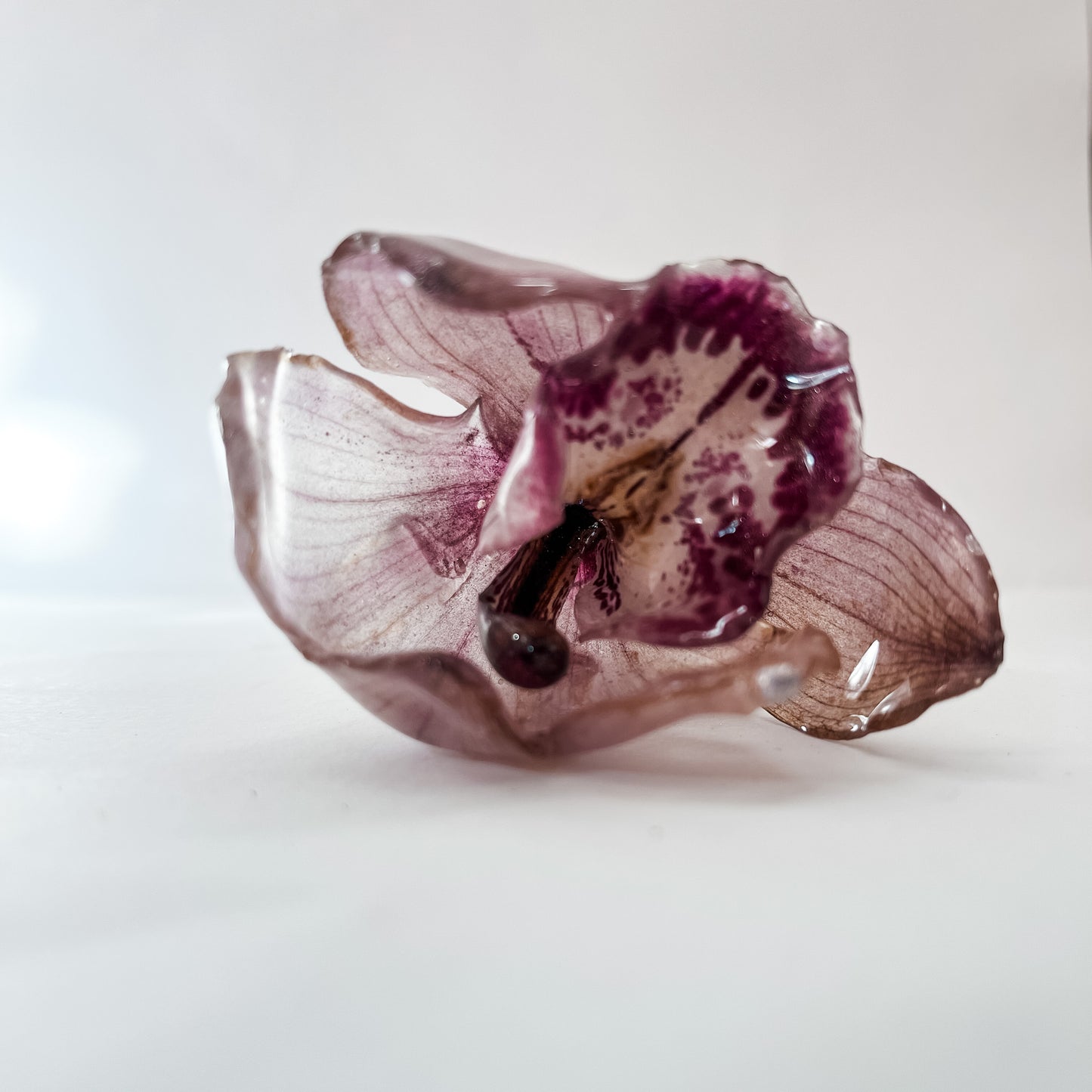 CYMBIDIUM orkidé hårnål, ekte tørket blomst