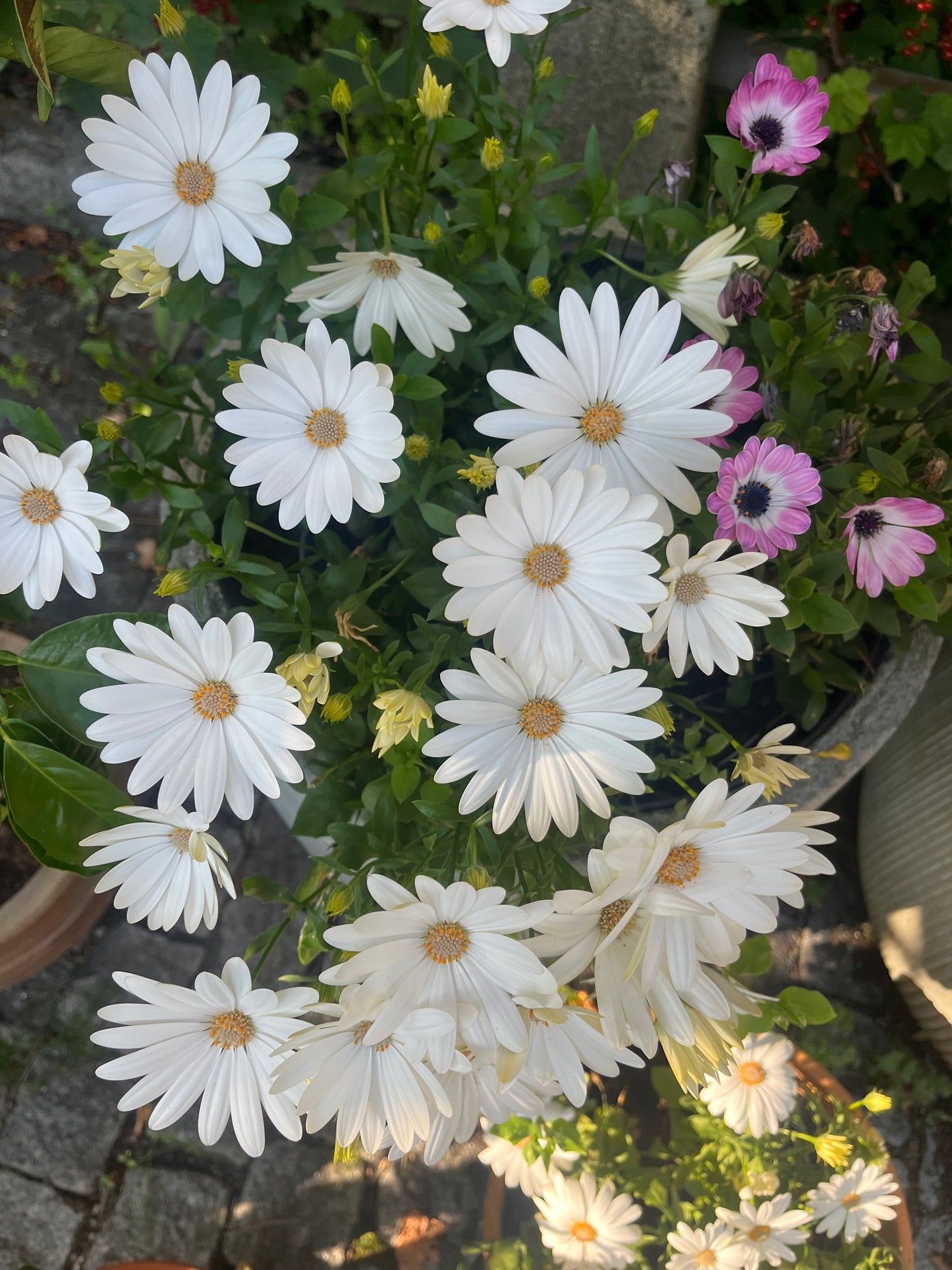 PRESTEKRAGE hårspenne - ekte tørket blomst