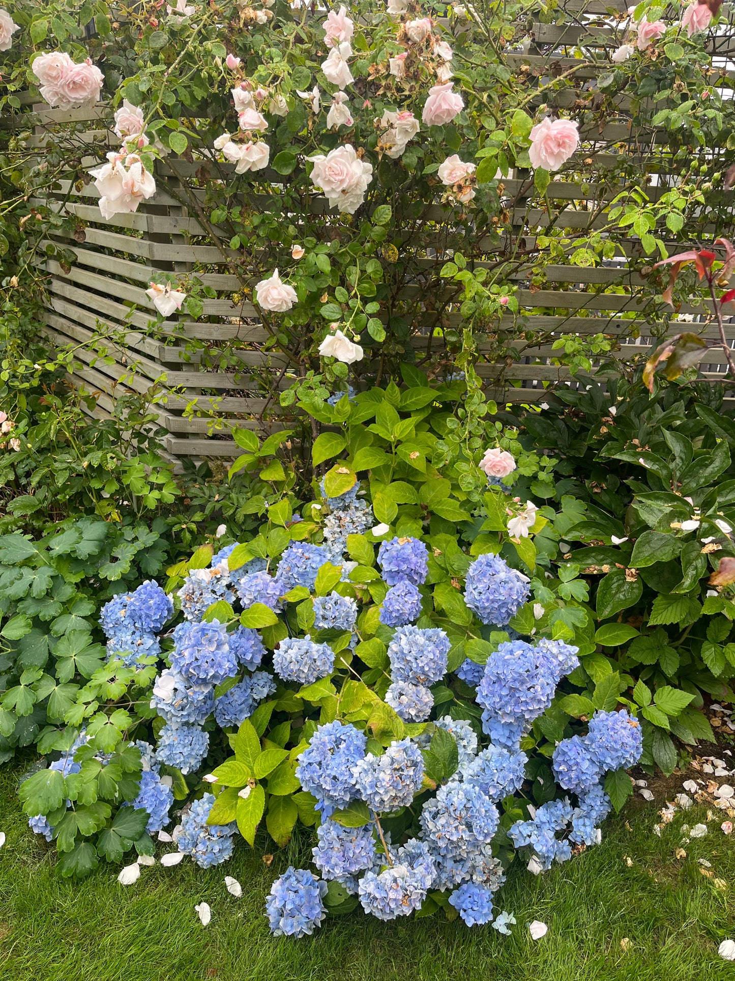 BLÅ HORTENSIA smykke - ekte tørket blomst