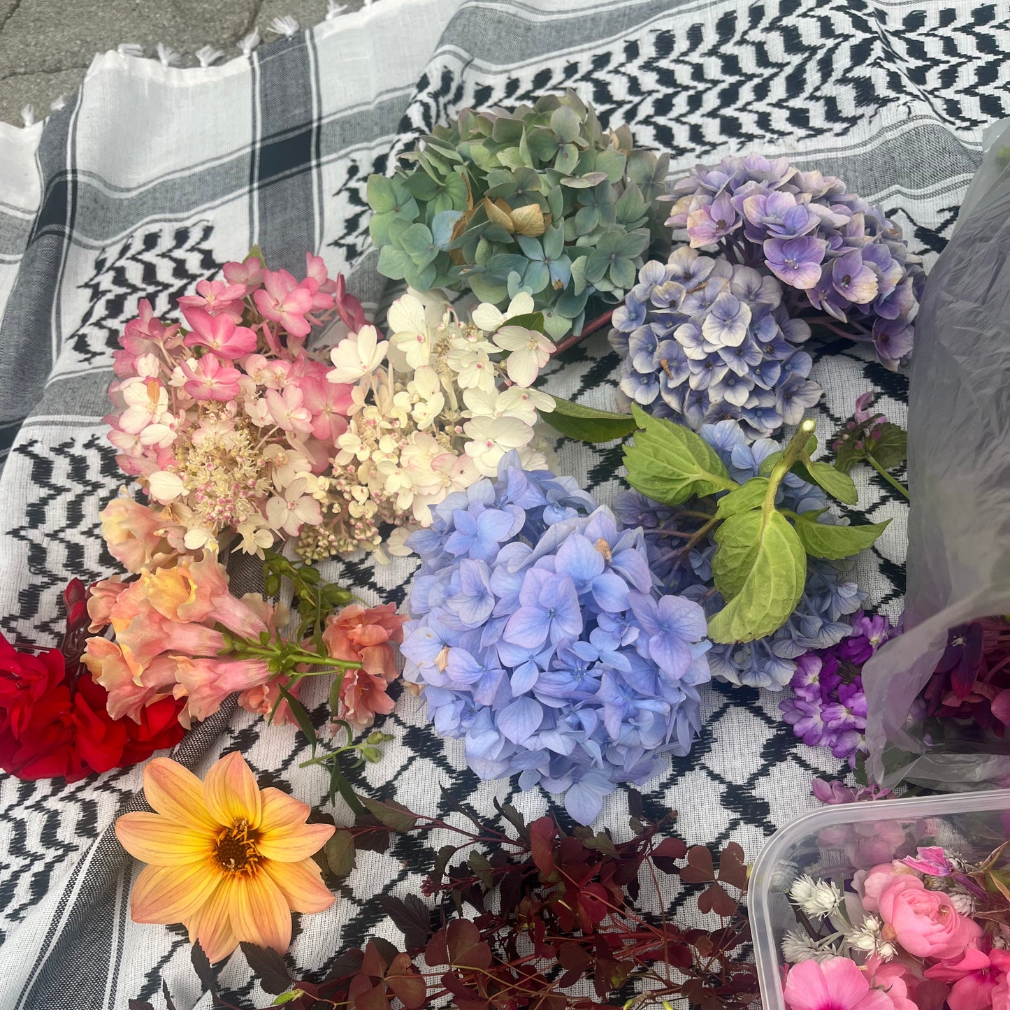 MINI HORTENSIA øredobber - ekte tørkede blomster, sølv ørestikker