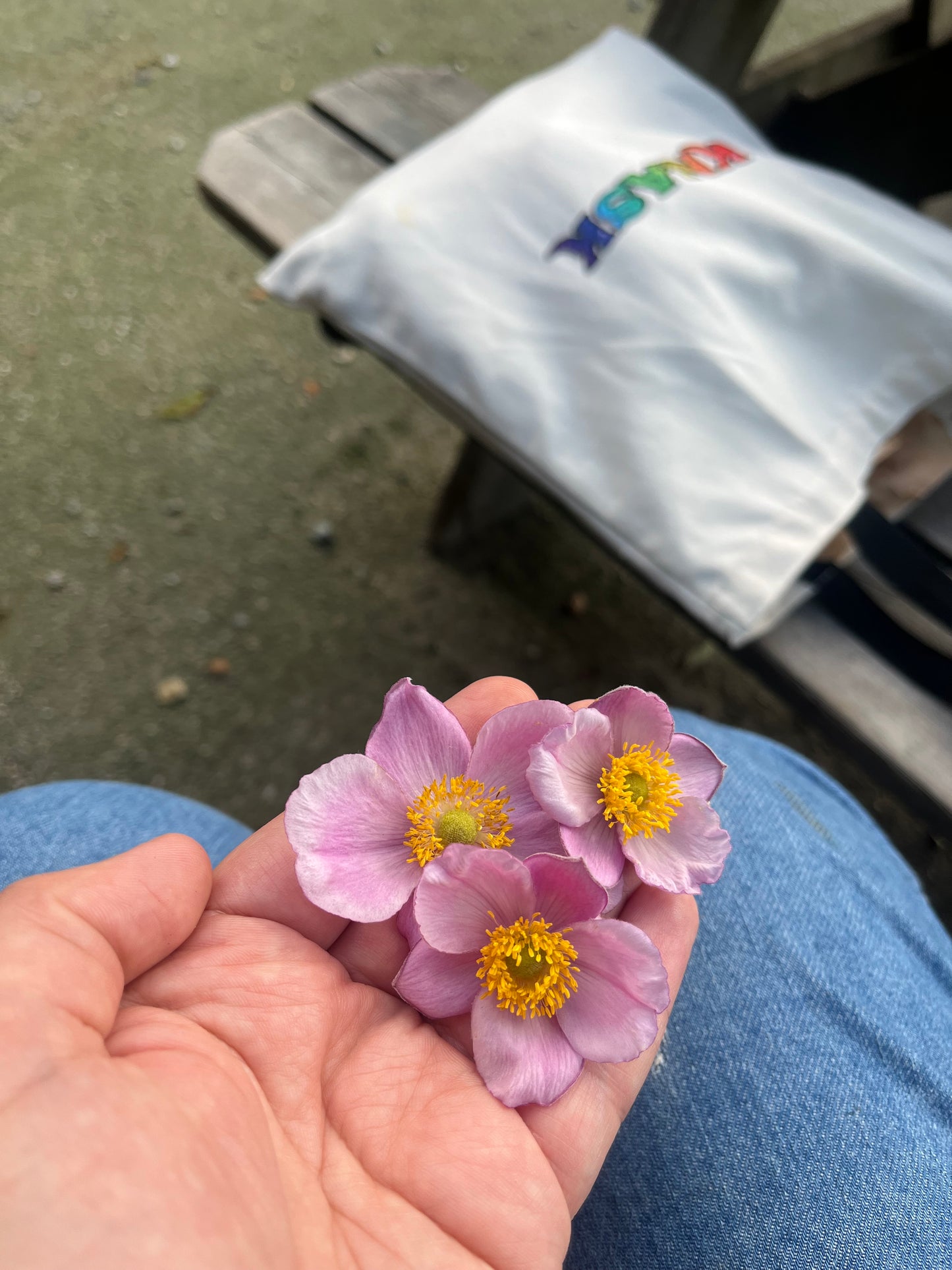 HØSTANEMONE hårspenne, ekte tørket blomst, krokodilleklemme - KNASK