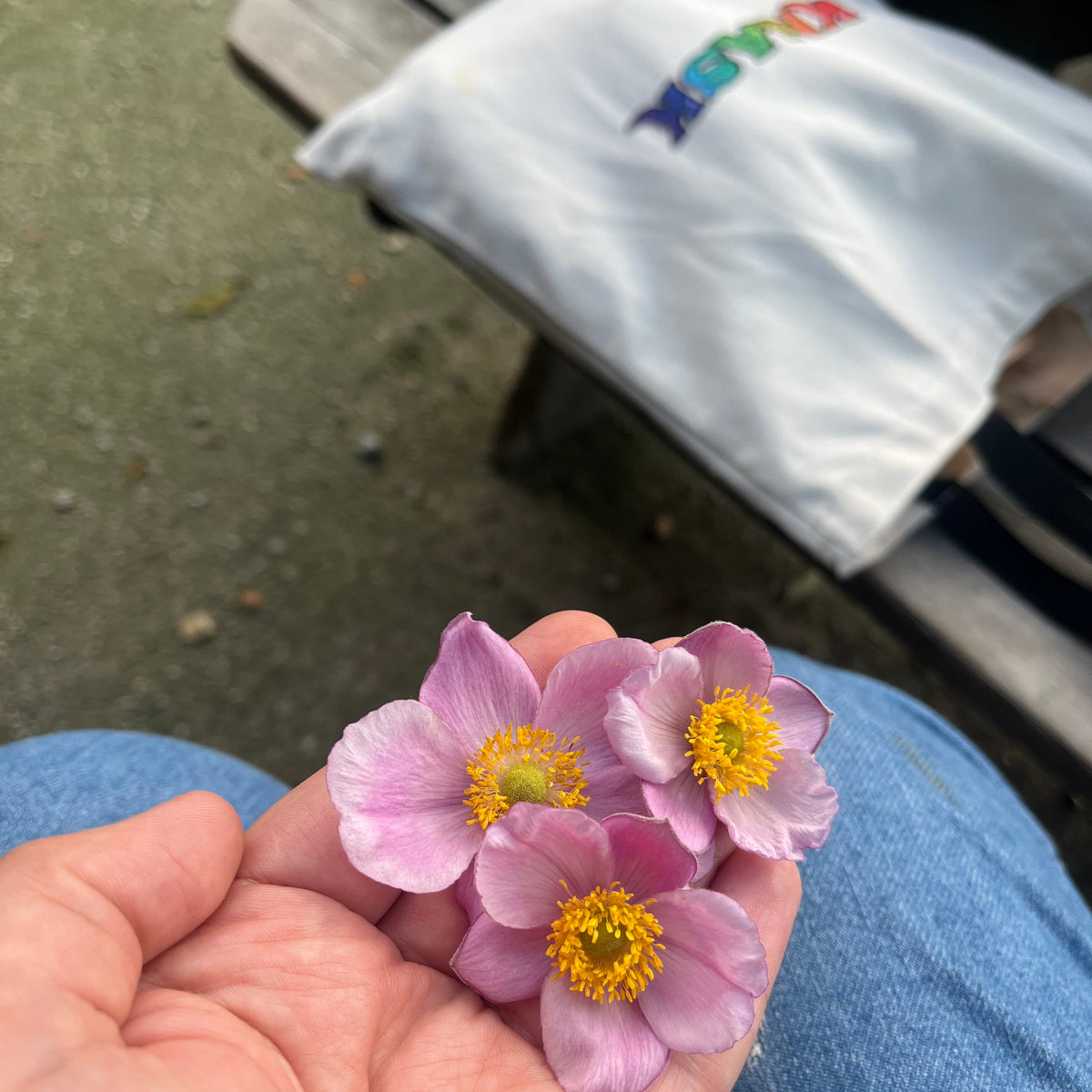 HØSTANEMONE hårspenne, ekte tørket blomst, krokodilleklemme - KNASK