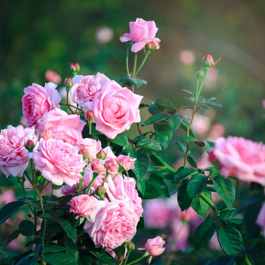 ROSA ROSER gavesett - blomstersmykke og øredobber av ekte blomster - 925 sølv