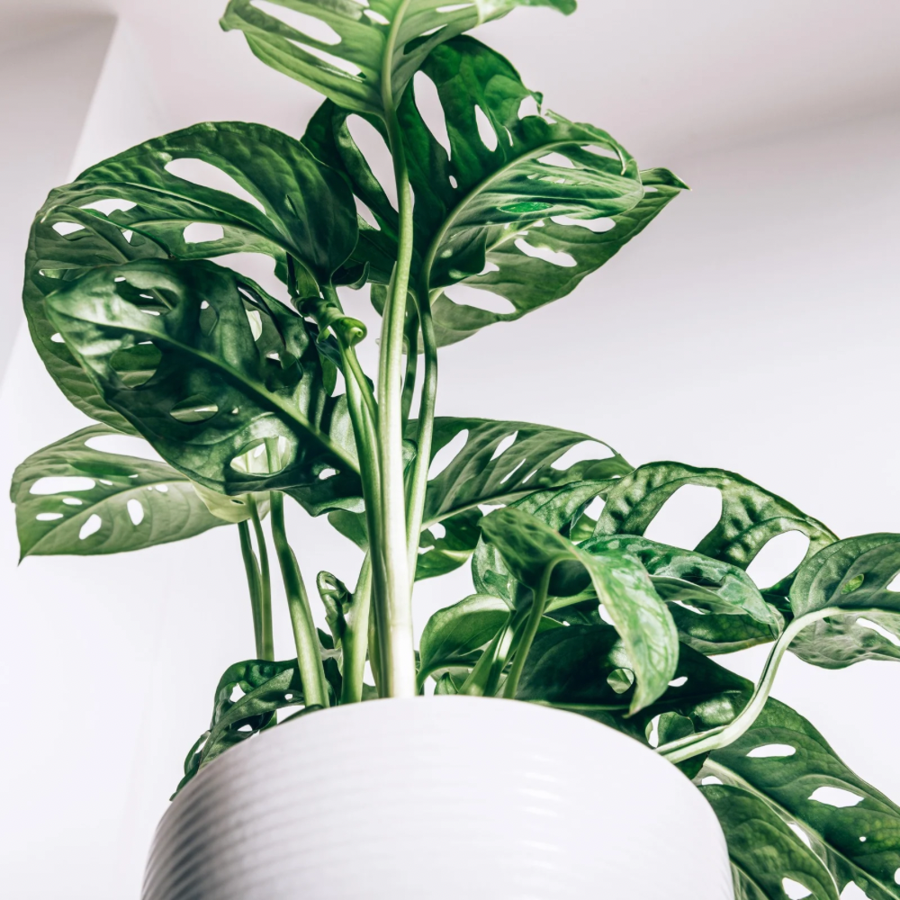 MONSTERA Monkey Leaf smykke - ekte tørket blad