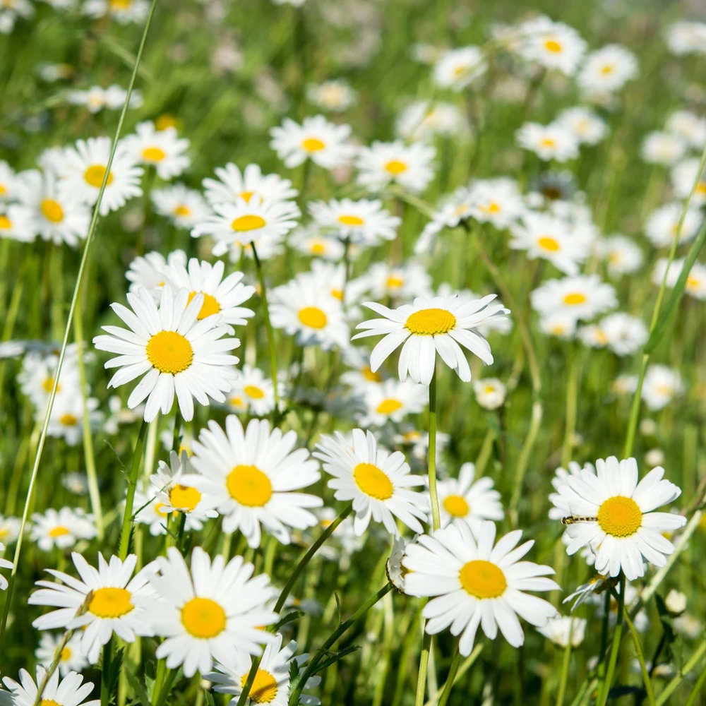 MARGERITT øredobber - ekte tørkede blomster