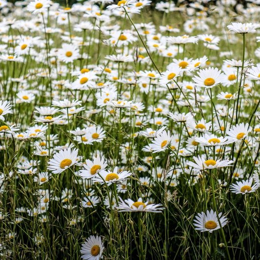MARGERITT øredobber - ekte tørkede blomster