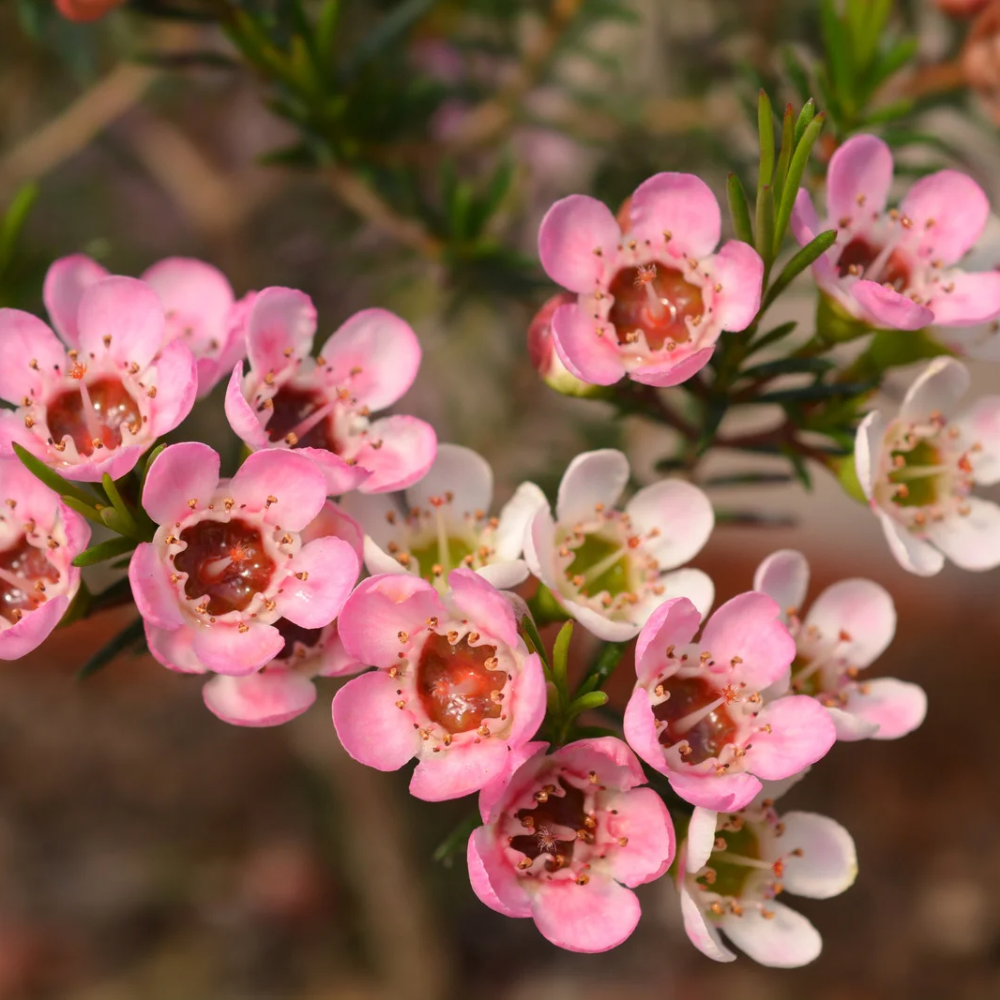 VOKSBLOMST øredobber - ekte tørkede blomster, ørestift med lås