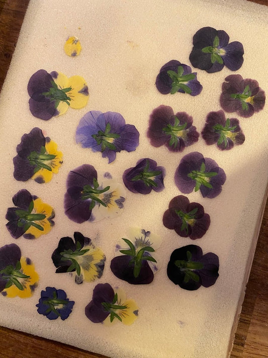 ÅRETS STEMORSBLOMSTER - KNASK