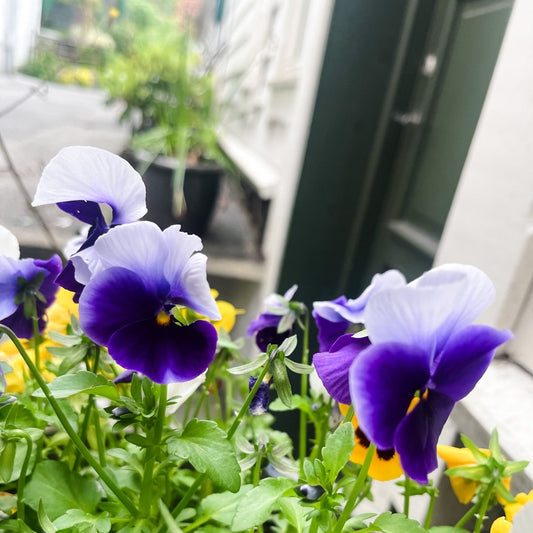 ÅSE FIOL blomstersmykke, 3D-tørket stemorsblomst, 925 sølvkjede - KNASK