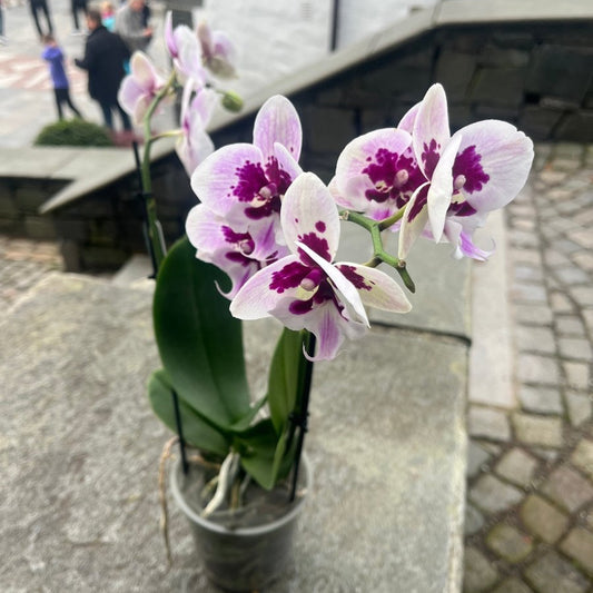 ATELIER FLORA ORKIDÉ - KNASK