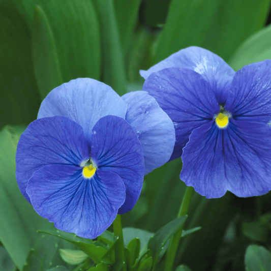 Blå fiol blomster - smykke, 925 sølvkjede, ekte stemorsblomst - Smykke KNASK