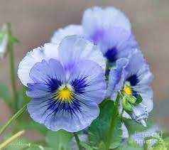 Blå stemorsblomst hårspenne, krokodilleklemme, ekte tørket blomst - KNASK