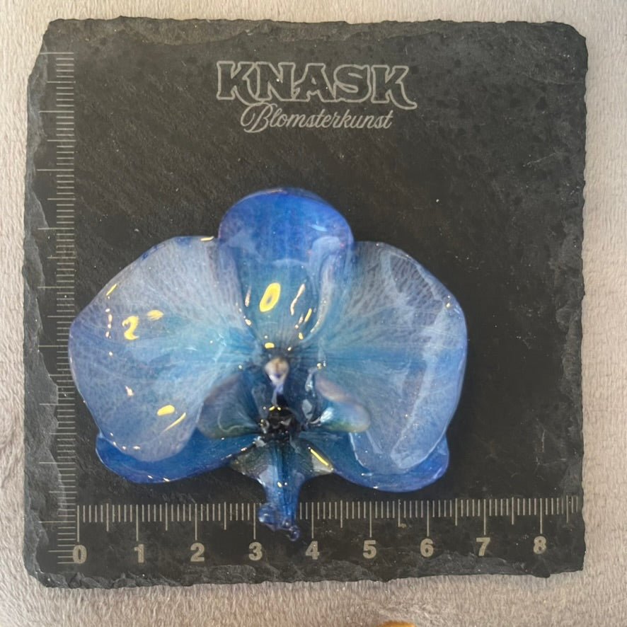 BLÅ ORKIDÉ smykke - ekte tørket blomst - Smykke KNASK