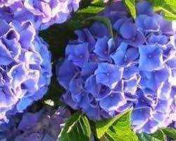 Blålila hortensia-smykke, 925 sølvkjede - KNASK