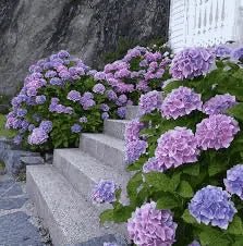 Blålila hortensia - smykke, 925 sølvkjede - Smykke KNASK