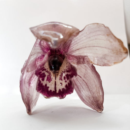 CYMBIDIUM orkidé hårnål, ekte tørket blomst - KNASK