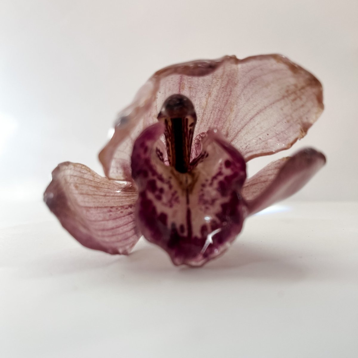 CYMBIDIUM orkidé hårnål, ekte tørket blomst - Hårpynt KNASK