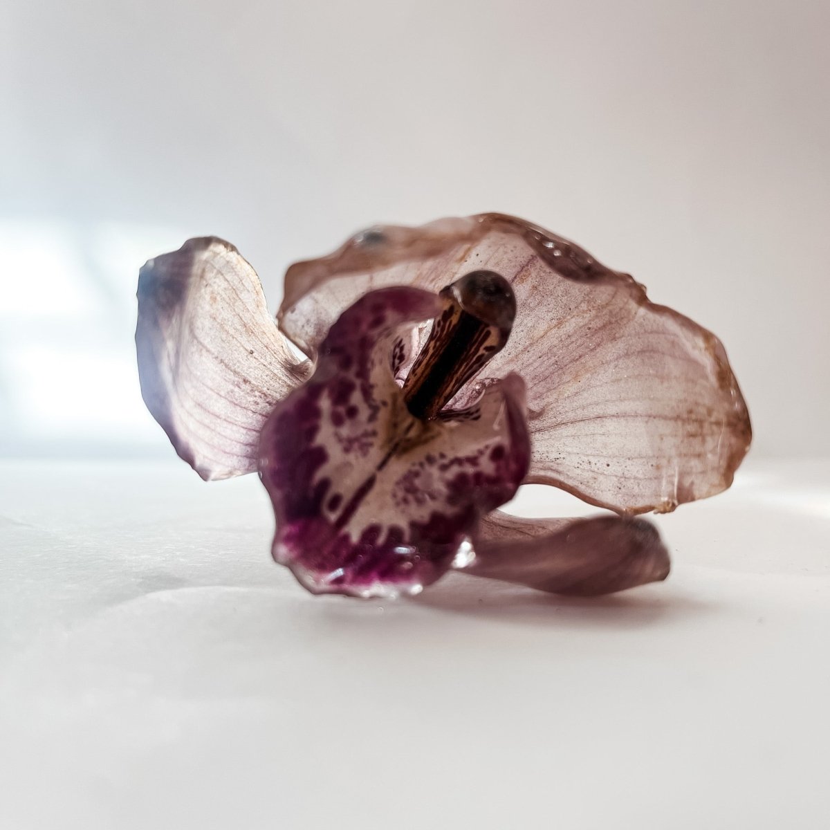CYMBIDIUM orkidé hårnål, ekte tørket blomst - Hårpynt KNASK