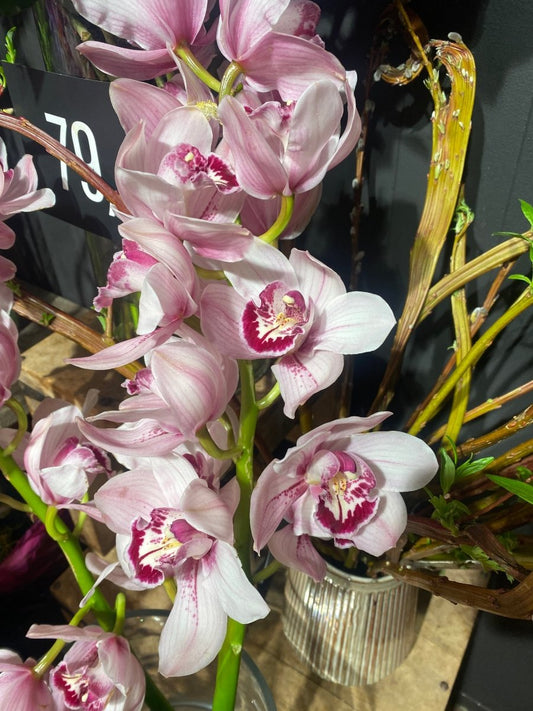 CYMBIDIUM orkidé hårnål, ekte tørket blomst, åpen - KNASK