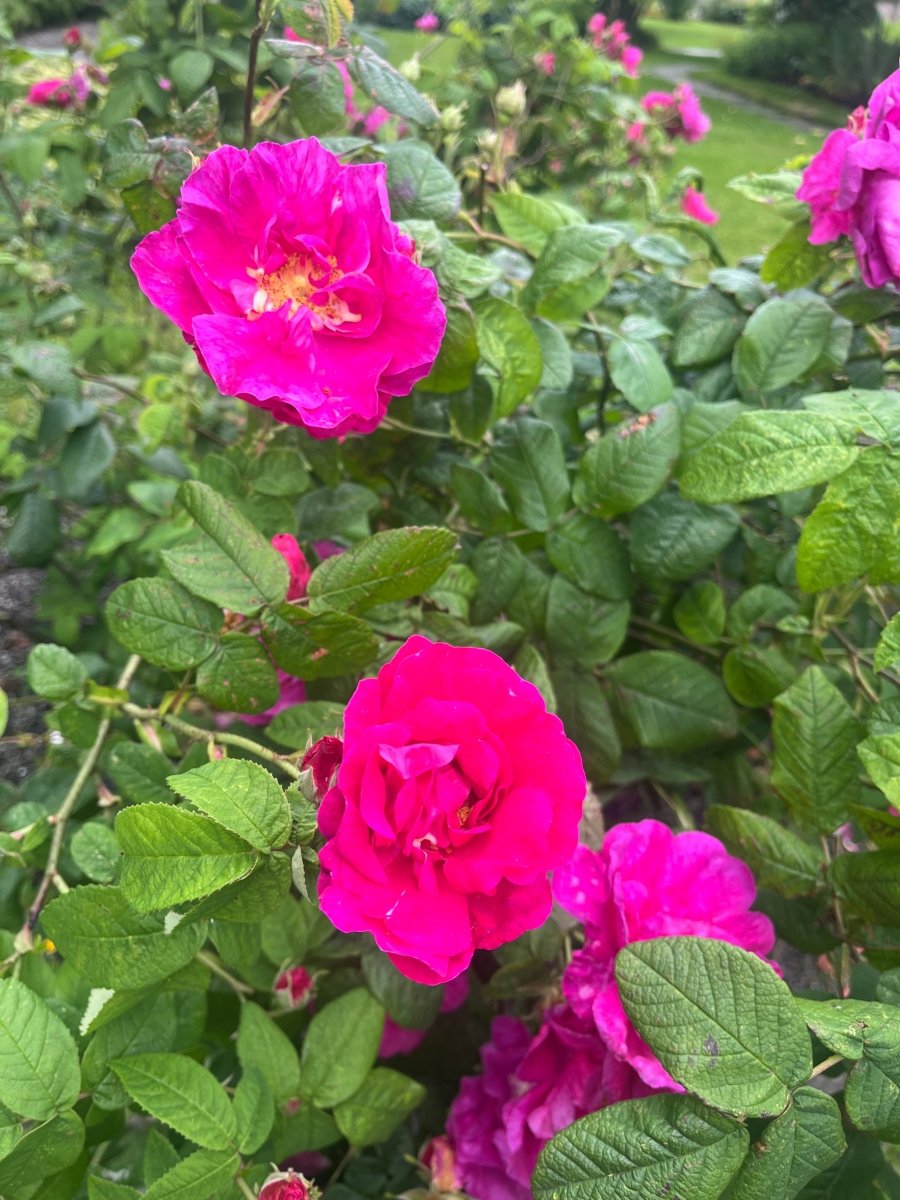 DAMASK - ROSER vinstopper, ekte tørkede blomster - Interiør KNASK