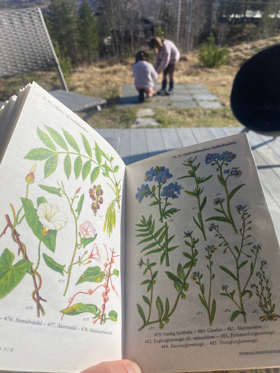FORGLEMMEGEI øredobber, ekte tørkede blomster - KNASK