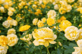 Gul rose hårspenne (kam), ekte tørket blomst - KNASK