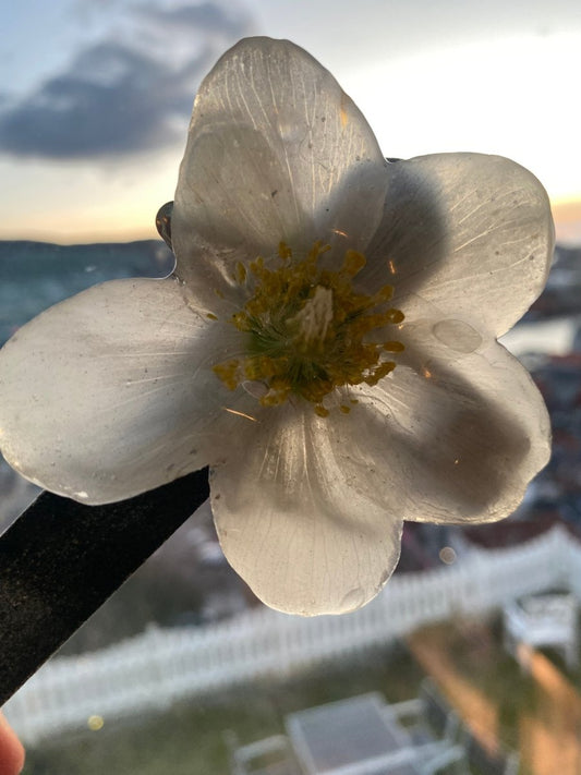 HELLEBORUS hårspenne, sølvfarget krokodilleklemme - KNASK
