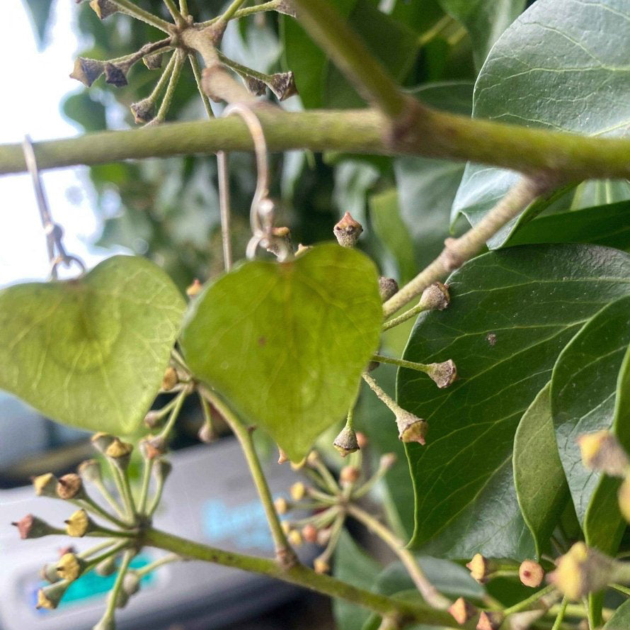 Hjerteblad øredobber, 925 sølv ørekroker - KNASK