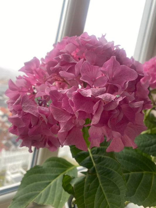 Hortensia 💖 - KNASK