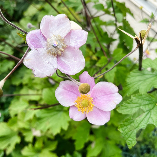 HØSTANEMONE hårspenne, ekte tørket blomst, krokodilleklemme - KNASK