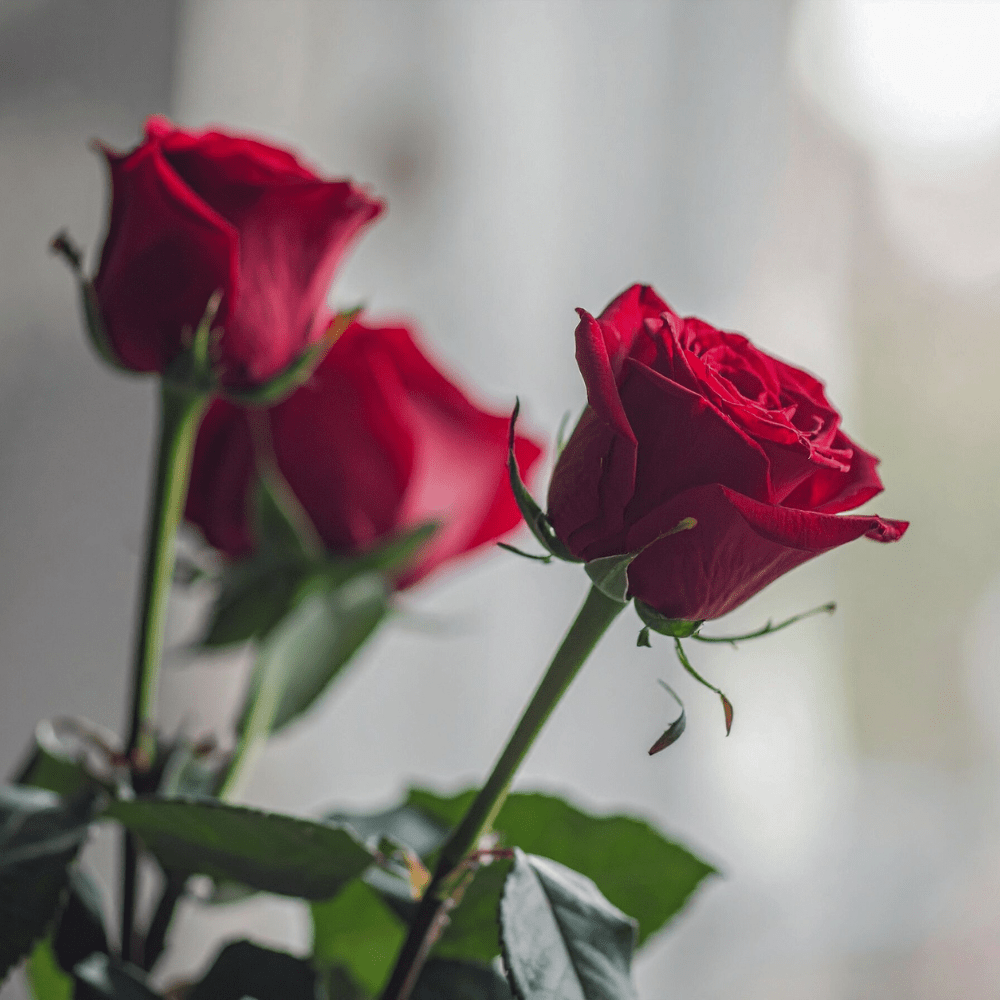 HØSTROSER øredobber, ekte 3D - tørkede roseblader, 925 sølv - Øredobber KNASK