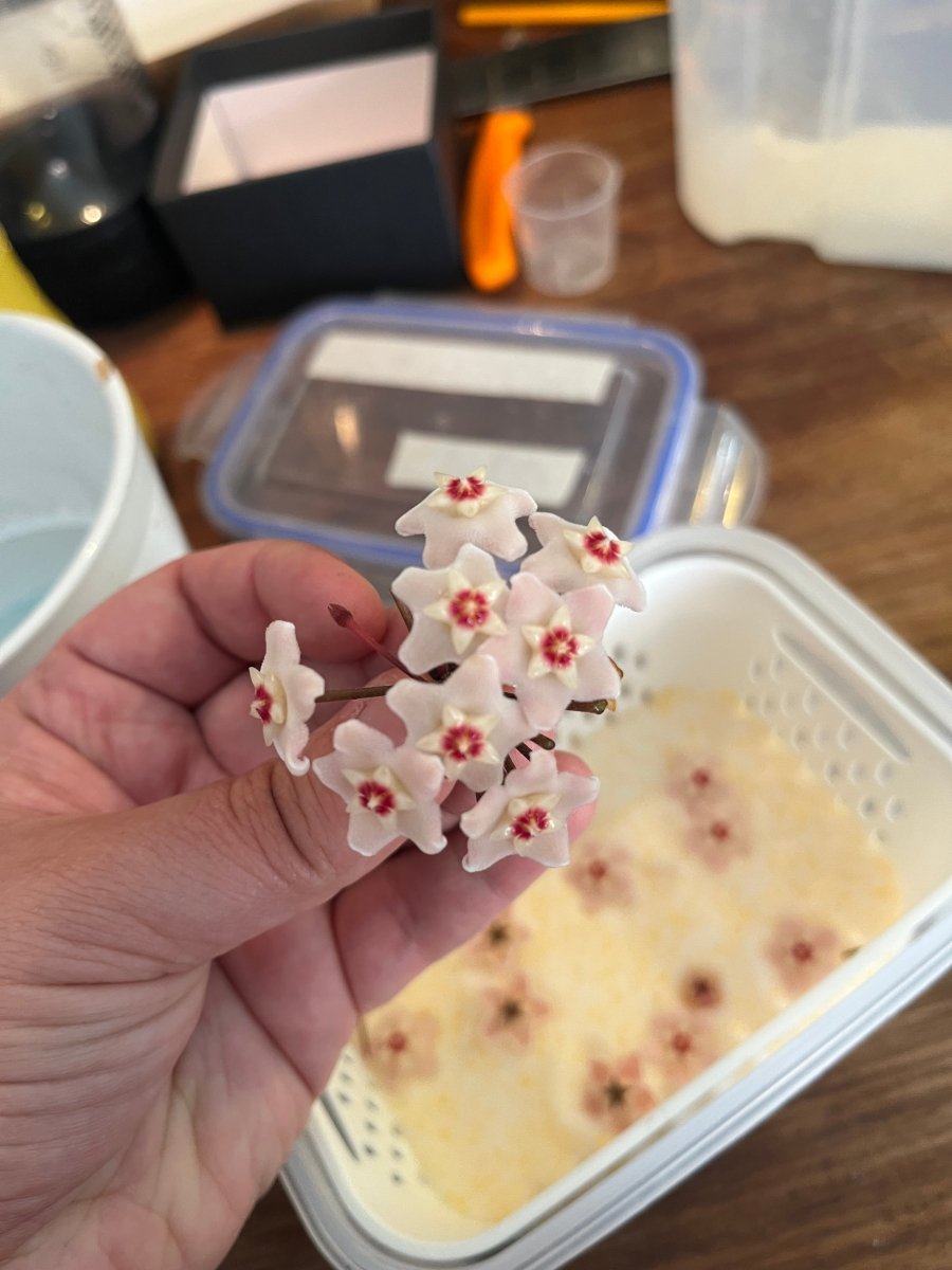 HOYA PERLEBLOMST øredobber, sølv ørestikker med lås (kun 3 par) - KNASK