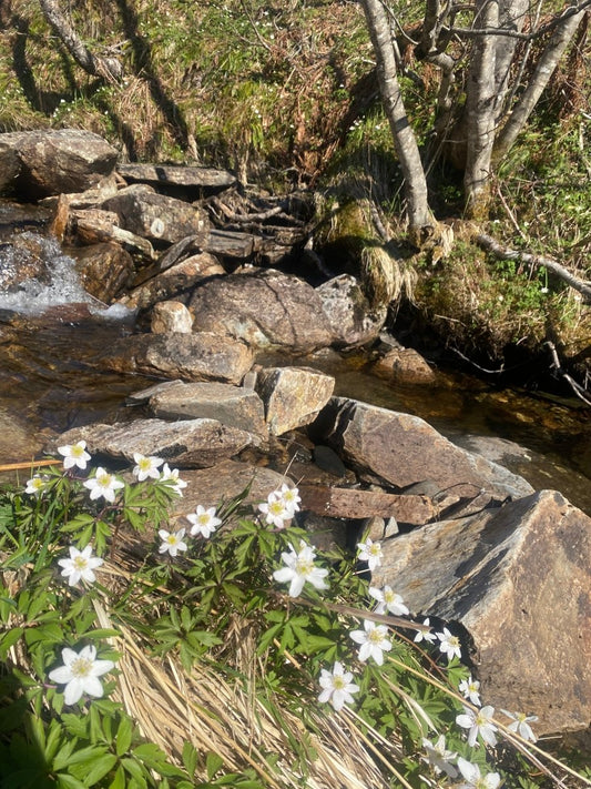 HVITVEIS blomstersmykke, 3D-tørket blomst, sølvkjede - KNASK