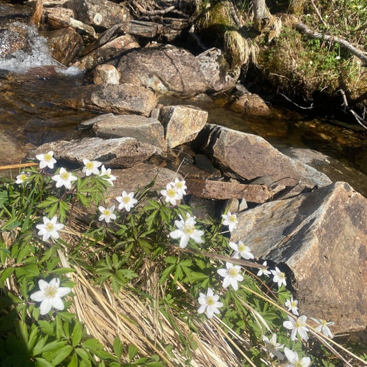 HVITVEIS blomstersmykke, 3D-tørket blomst, sølvkjede - KNASK
