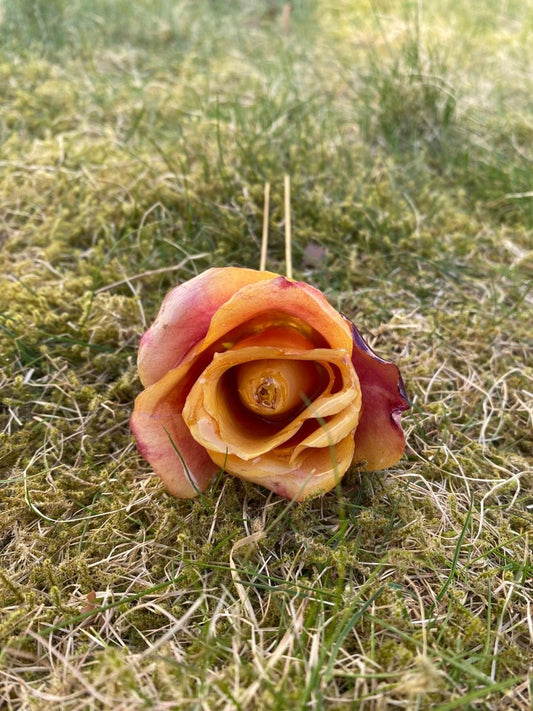 ILDROSE hårnål av ekte tørket blomst - KNASK