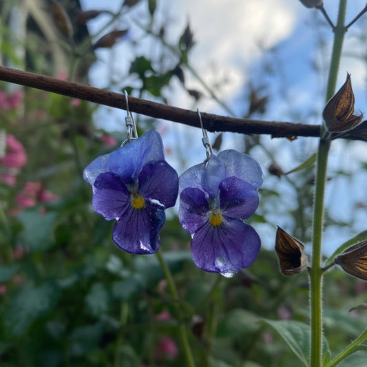Indigo fioler øredobber, ekte stemorsblomst, 925 sølv ørekroker - KNASK