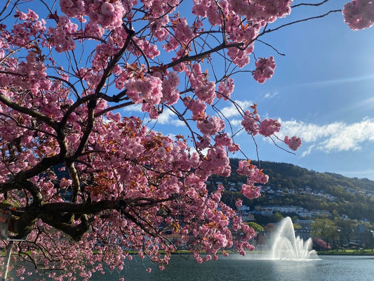 KIRSEBÆRBLOMST skulpturer, 3D-tørket blomst (kundedesign) - KNASK