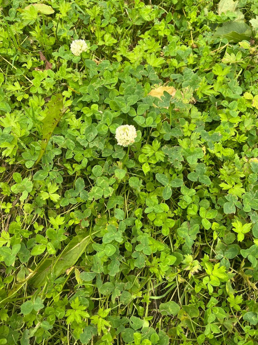 TREKLØVER ☘️ øredobber, ekte tørket blad, 925 sølv - KNASK