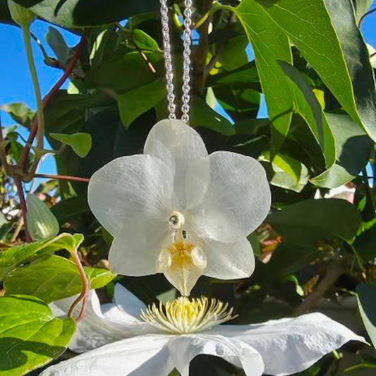 KREM ORKIDÉ blomstersmykke, ekte 3D-tørkede medium blomster, 925 sølvkjede - KNASK