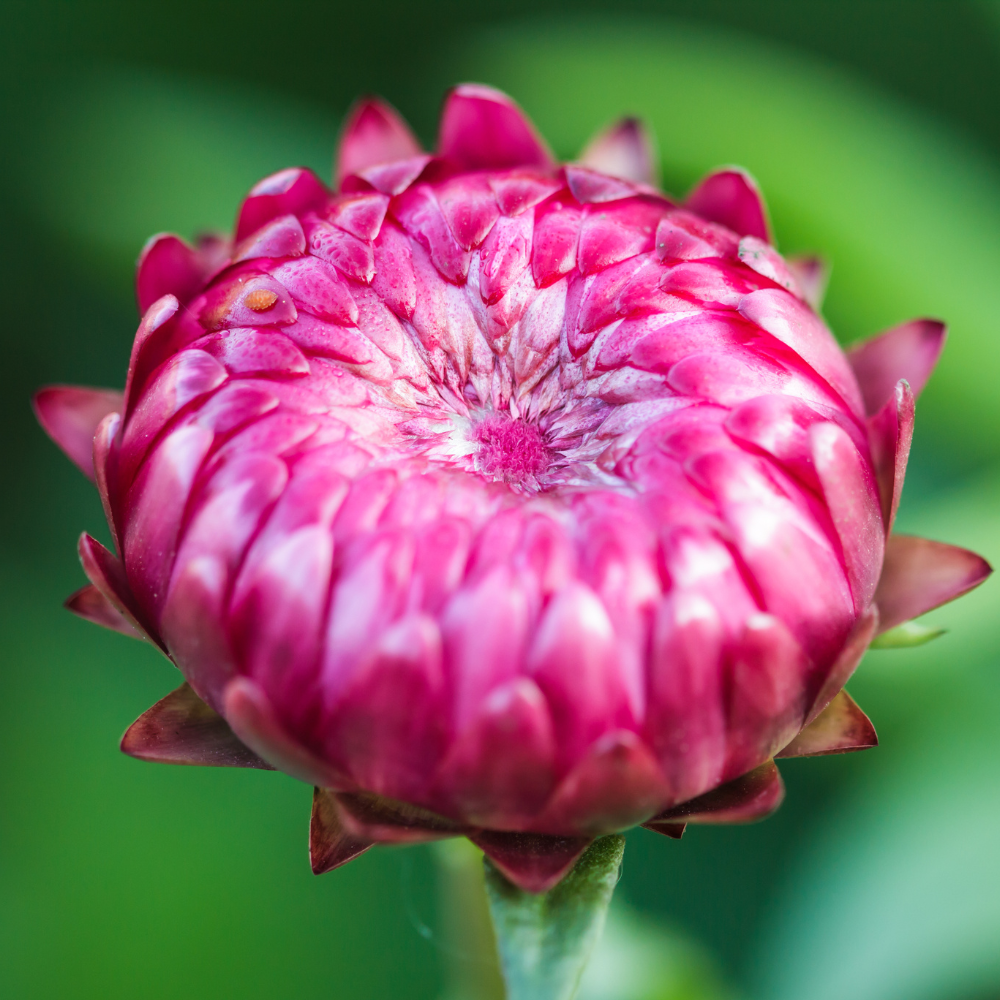 LILLA EVIGHETSBLOMST vinstopper, ekte tørket blomst - Interiør KNASK