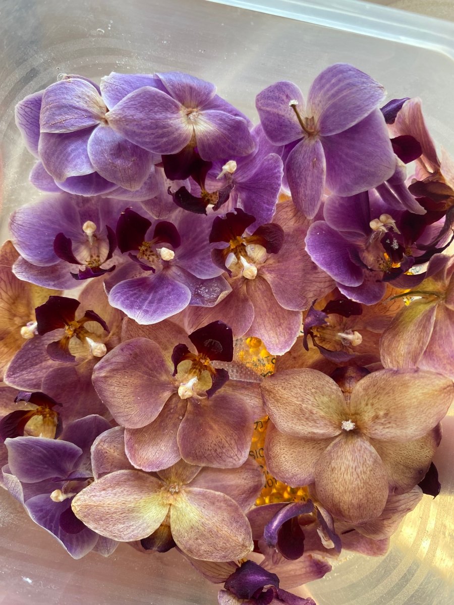 LILLA ORKIDÉ øredobber, 3D-tørkede blomster, 925 sølv - KNASK