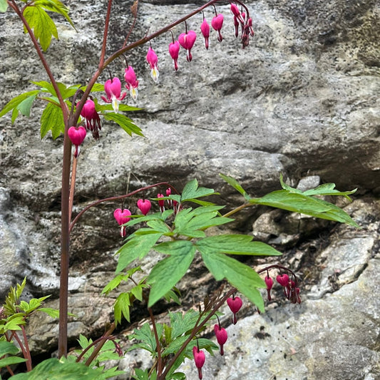 LĂYTNANSHJERTE Ăžredobber - ekte tĂžrkede blomster, sĂžlv - Ăredobber KNASK