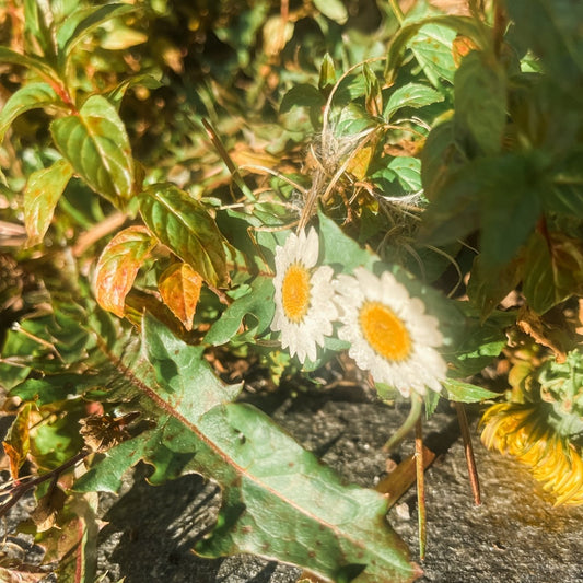 MARGERITT øredobber av ekte tørkede blomster, 925 sølv ørestift - KNASK