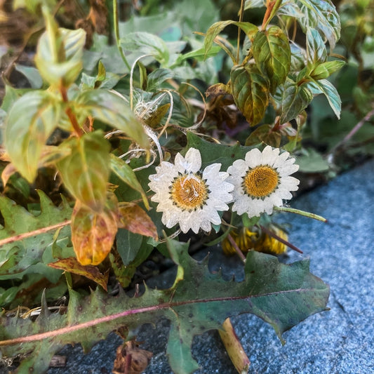 MARGERITT øredobber av ekte tørkede blomster, 925 sølv ørestift - KNASK
