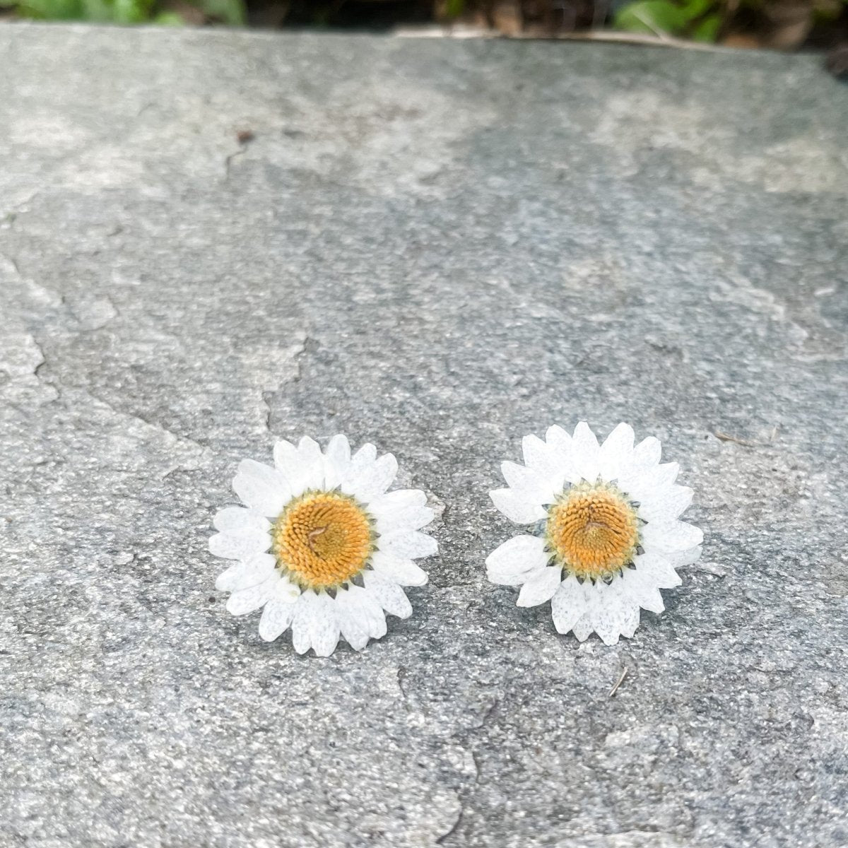 MARGERITT øredobber av ekte tørkede blomster, 925 sølv ørestift - Øredobber KNASK