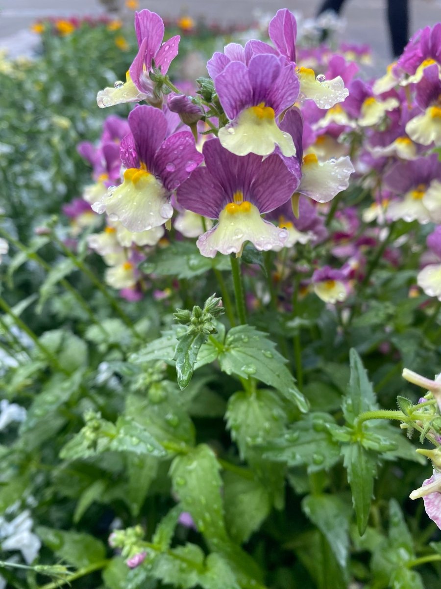 Nemesia tricolor øredobber, 925 sølv ørestikker med lås - Øredobber KNASK
