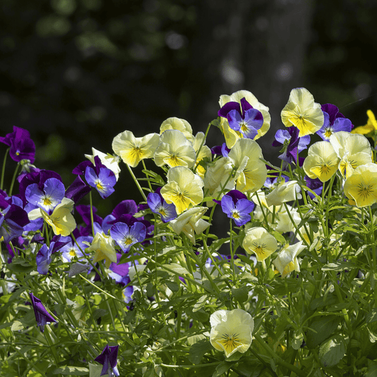 NORDLYS FIOL blomstersmykke, 3D, ekte tørket stemorsblomst, 925 sølvkjede - Smykke KNASK