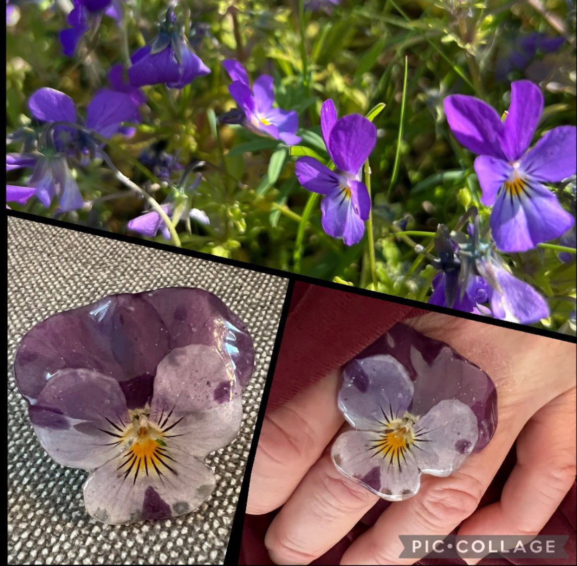 NORDLYS FIOL ring, tørket stemorsblomst, justerbar - Ringer KNASK