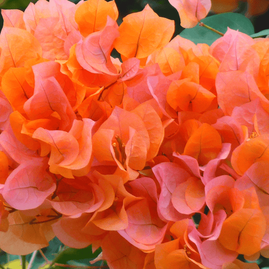 ORANGE TRILLINGBLOMST øredobber - KNASK